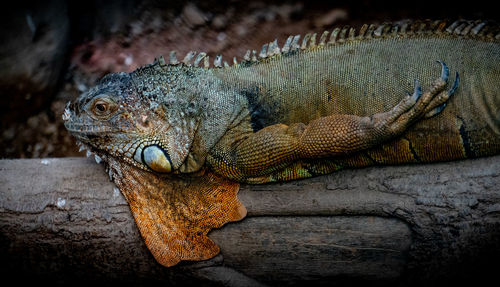 Close-up of a lizard