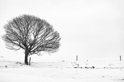 Bare trees on landscape