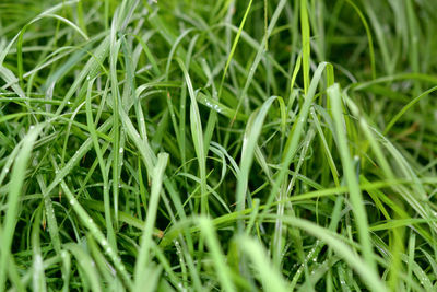 Full frame shot of grass