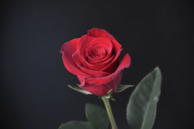 Close-up of red rose against black background