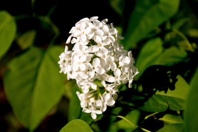 Close-up of purple colored flowers