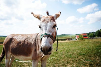 Portrait of horse standing on ranch