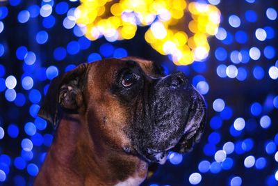 Close-up of dog looking away