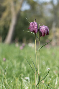 Close-up of purple flowering plant on field