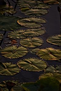 Close-up of lotus water lily in lake