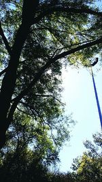 Low angle view of trees in forest against sky