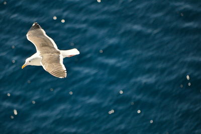 High angle view of seagull flying over sea