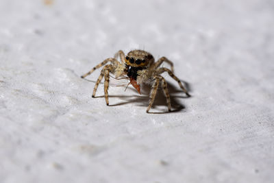 Close-up of spider