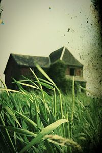 Plants growing in front of building