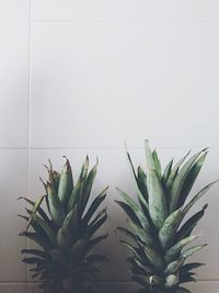 Close-up of plant against white background