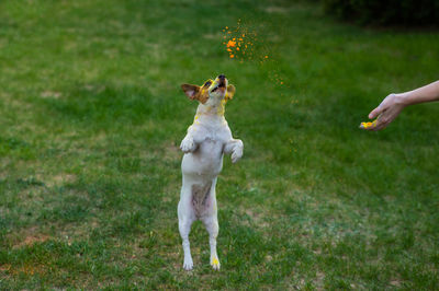 Side view of dog running on grassy field