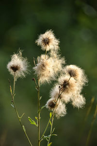 Close-up of wilted dandelion flower