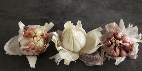 High angle view of white roses on table