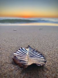 Close-up of shell on beach