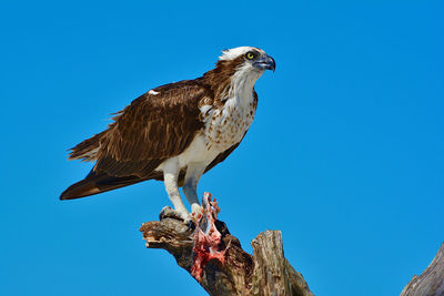 Osprey holding her prey perched against blue sky