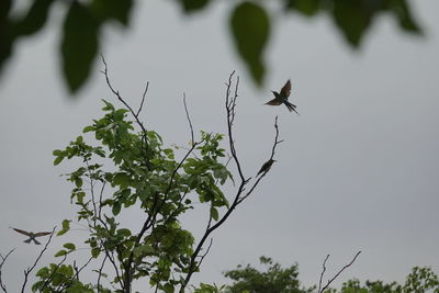 Low angle view of a bird flying