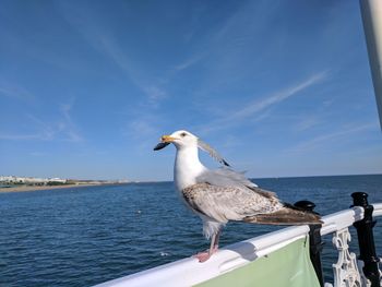 Close-up of bird perching on blue sea against sky