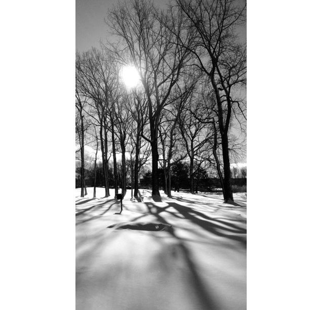 tree, bare tree, snow, winter, cold temperature, branch, the way forward, tree trunk, clear sky, tranquility, auto post production filter, nature, transfer print, weather, silhouette, season, road, street light, tranquil scene, street