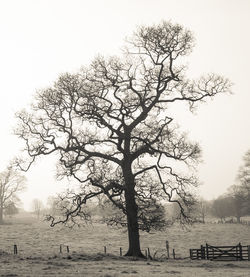 Bare trees on field against sky