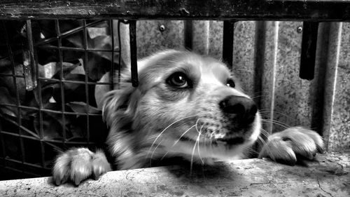 Portrait of dog in cage