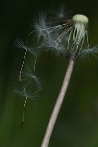 Close-up of dandelion on plant