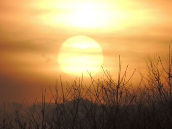 Silhouette plants against dramatic sky during sunset