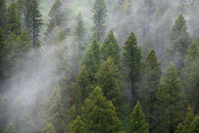 Pine trees in forest