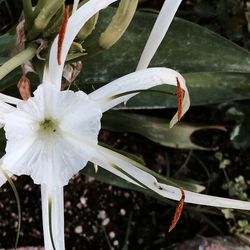 Close-up of flowers