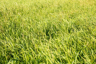 Full frame shot of rice field