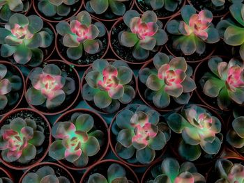 Full frame shot of pink flowering plants