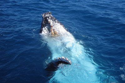 High angle view of whale swimming in sea