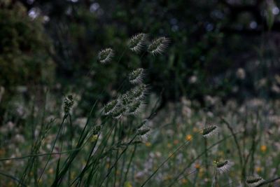 Close-up of dandelion on field