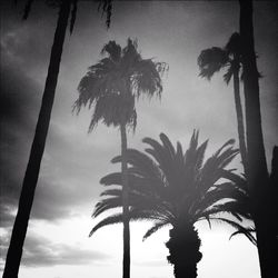 palm tree