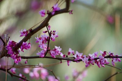 Close-up of pink cherry blossoms