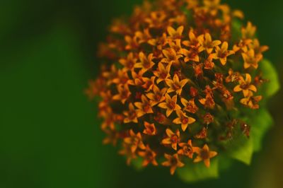 Close-up of orange lantana camara blooming outdoors