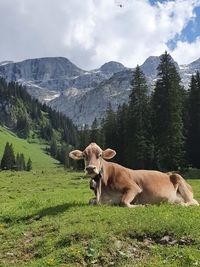 Cows in a field