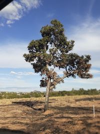 Tree on field against sky