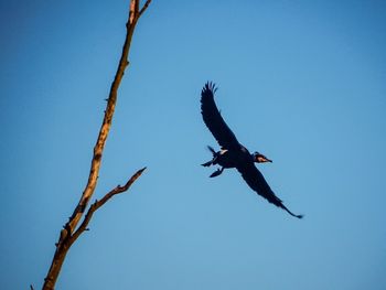 Low angle view of bird flying against blue sky