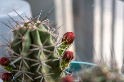 Close-up of red cactus flower