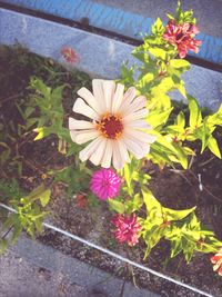 Close-up of flowers blooming outdoors