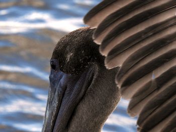 Close-up of bird