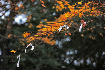 Close-up of autumn leaves on tree