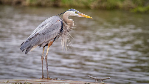 High angle view of gray heron perching on a lake