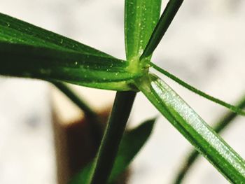 Close-up of green leaves