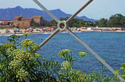 Close-up of plants by sea against sky