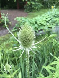 Close-up of dandelion on field