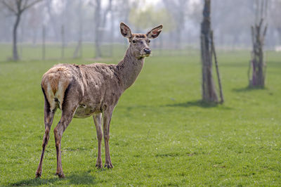 Portrait of giraffe