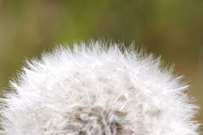 Close-up of dandelion on plant