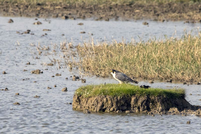 A peregrine falcon on an island of a lagoon, with its prey next to it.