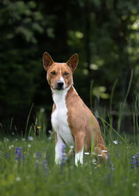 Portrait of dog on field